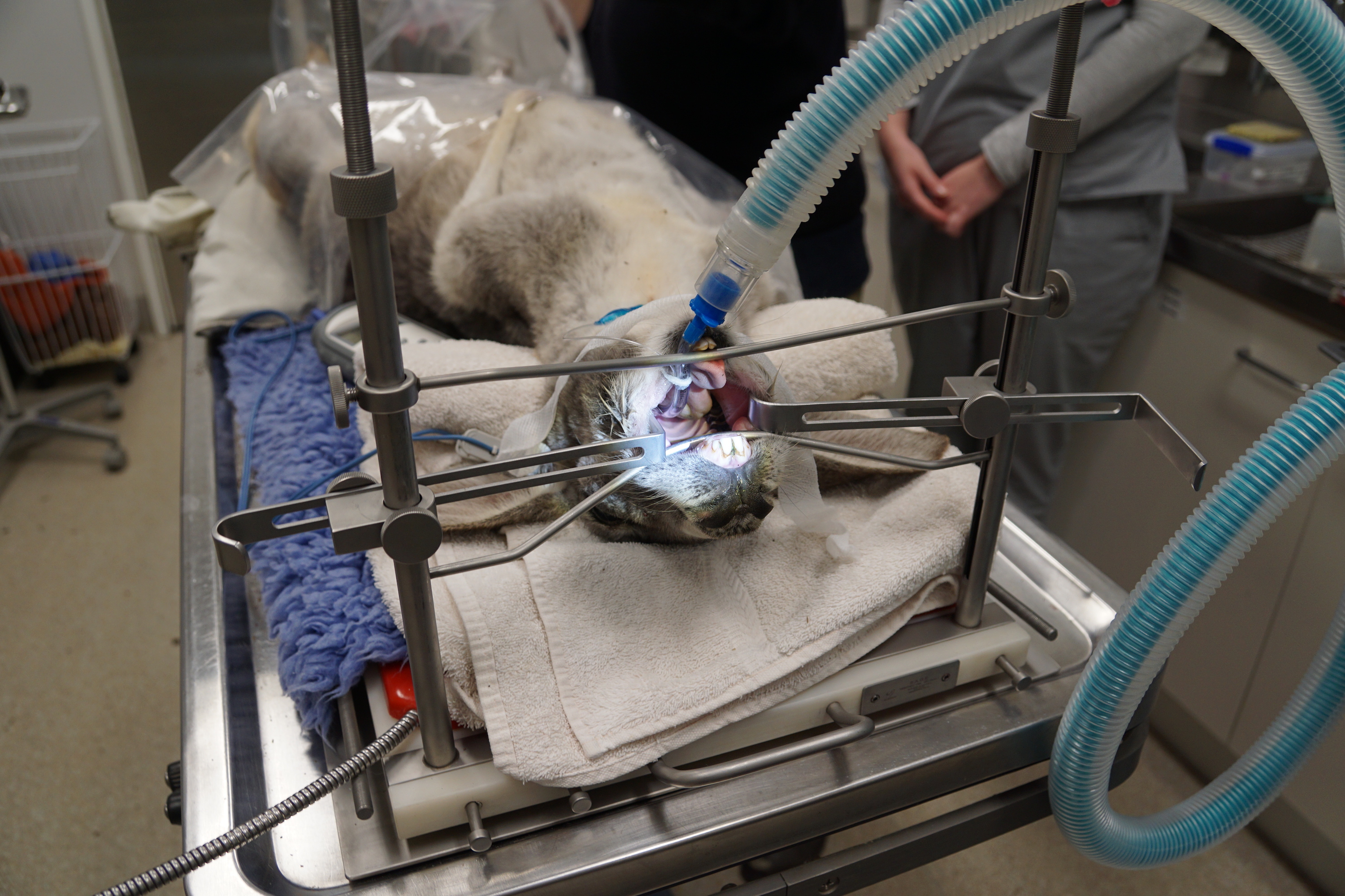 Table Mounted Veterinary Gag