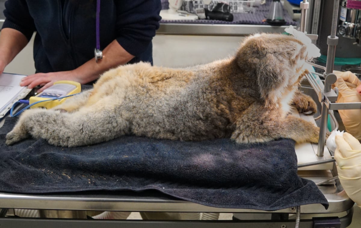 Koala Healthcare