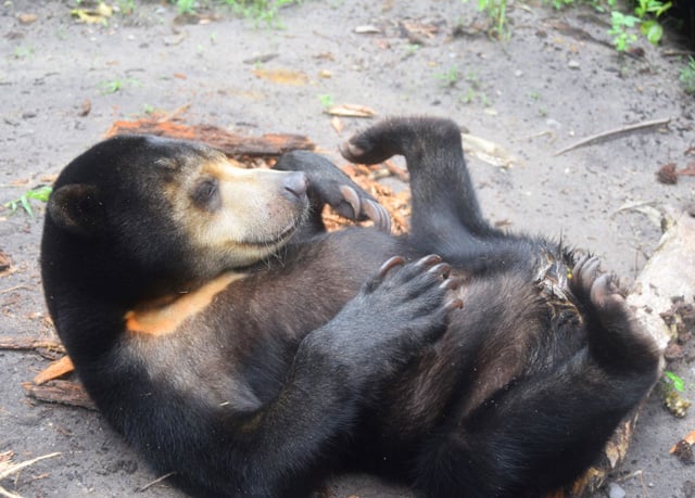 Operation Sun Bear Borneo