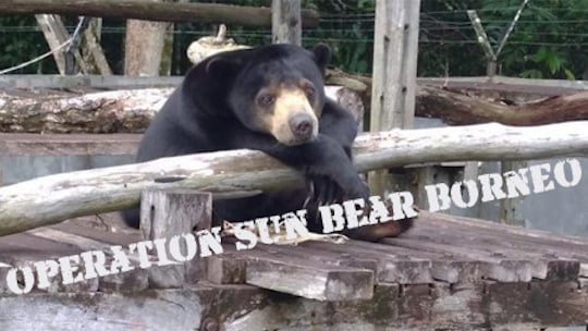 Hitam the Sun Bear during Operation Sun Bear Borneo